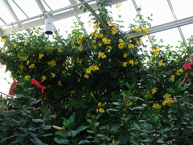 346 Longwood Gardens [2008 August 23].JPG - Longwood Gardens in Pennsylvania